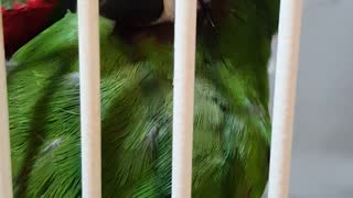 Rescued Severe Macaw Learns the Joys of Tickle Tickle and I Love You!