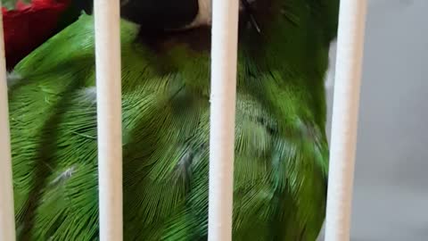 Rescued Severe Macaw Learns the Joys of Tickle Tickle and I Love You!