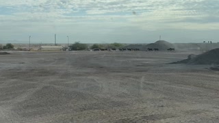 Wild horses traveling through plant