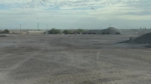 Wild horses traveling through plant