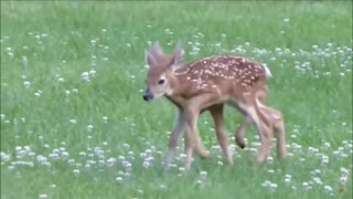 Twin Baby Deer Fawns with Mother