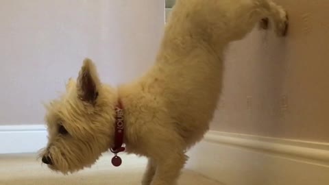 Talented Puppy Shows Off A Neat Wall Pawstand Trick