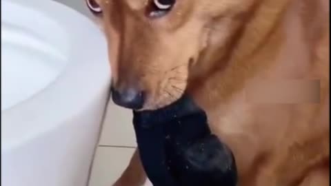 What did he do.😹Funny videos pets