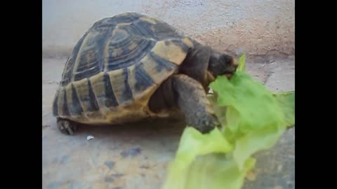 Cute turtle eating