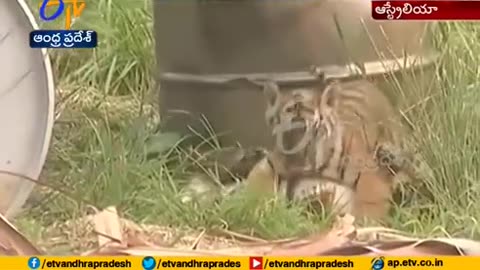 3 Sumatran Tiger cubs Explore Jungle habitat in Sydney zoo