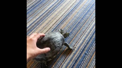 Dancing turtle loves to be pet like a dog