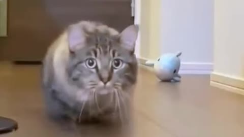 OMG These Cats Are So Cute And Beautiful | Viral Cat