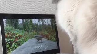 Cat tries to catch bird on laptop