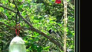 Chickadee