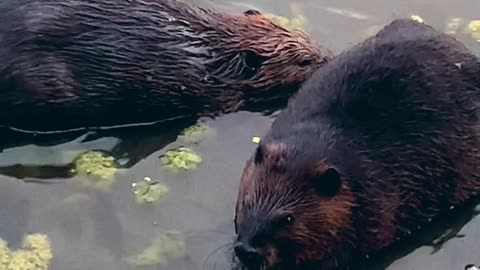 Beavers Never Fight