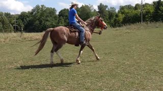 Hank fox trotting for Joel - slow motion 28 July 2022 - take 2