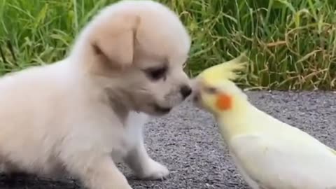 Parrot and doggy are clearly very good friends