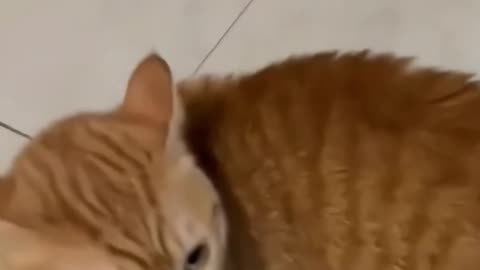 Funny orange cat coming home late