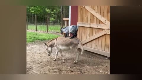 Goat play on donkey