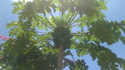 Wonderful papaya tree loaded with papayas, still green [Nature & Animals]