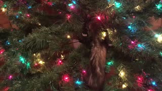 Little creatures climbing my Christmas tree