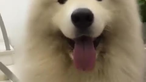 Super cute dog dance