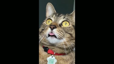 The cat stuck out his tongue😛🤣