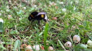 Bumblebee collects nectar from flowers lying on the ground