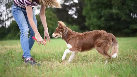 TUTO | Apprendre à son chien à rapporter son jouet