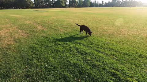 This Cute Puppy Loves Playing Ball On The Grass - Joyful Time!