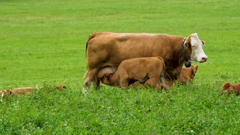 A Brown Cow Nursing her Calf,calf drinking milk from mom