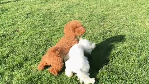 Dog Jumping on Woman's Back