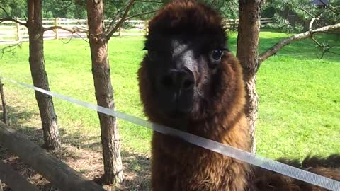 llamas are very funny and very cute