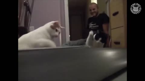 Hilarious Cat vs. Dog Showdown: Epic Fails and Funny Moments!