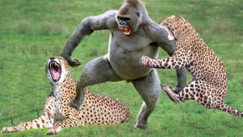OMG! Mother Leopard Save Fail Her Baby From Gorilla Steal While Hunt Impala – Cheetah vs Wildebeest