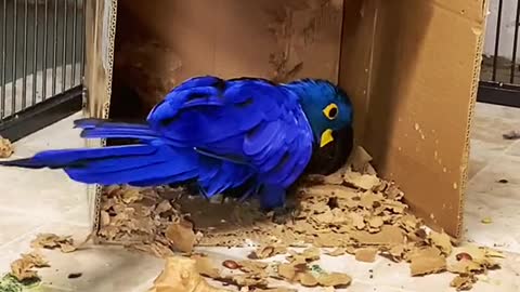 hyacinthmacaw#bluemacaw