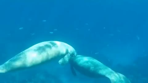 Manatee un belize