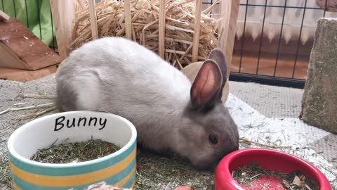 Cute Rabbit Eating Food