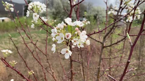 Digging Pyrus calleryana