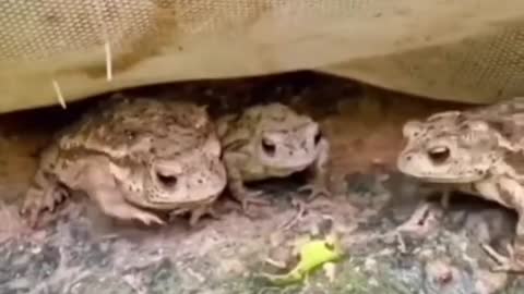 Frog get hurt in the mouth while grabbing insects