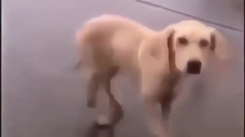 funny dog dancing and vibing to music