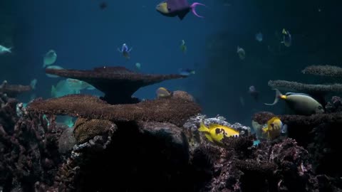 Dive into the Vibrant Life of Corals and Fish: An Underwater Spectacle of Colors and Movement!