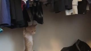 Cat gets claws stuck in clothing