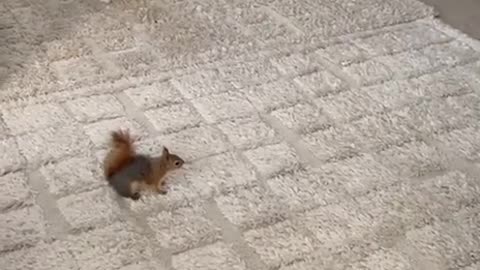 Fighting Squirrel! #Funny #Funnyshorts #Funnyvideo #Humor #Humour #Humormemes #Memes #Memesvideo