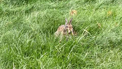 Bunny building nest on lawn