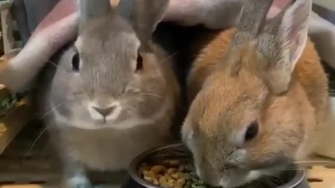 cute rabbit videos funny