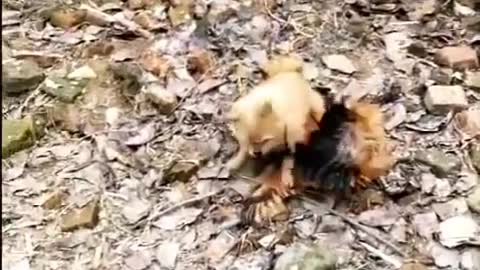 Funny Chicken vs. Dog Fight!