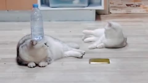 Cute & Funny Cats Videos - Wait for End !