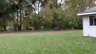 Mario the Lab tries to catch a Squirrel