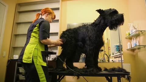 A professional groomer in my shop cuts a large black Terrier with clippers hair