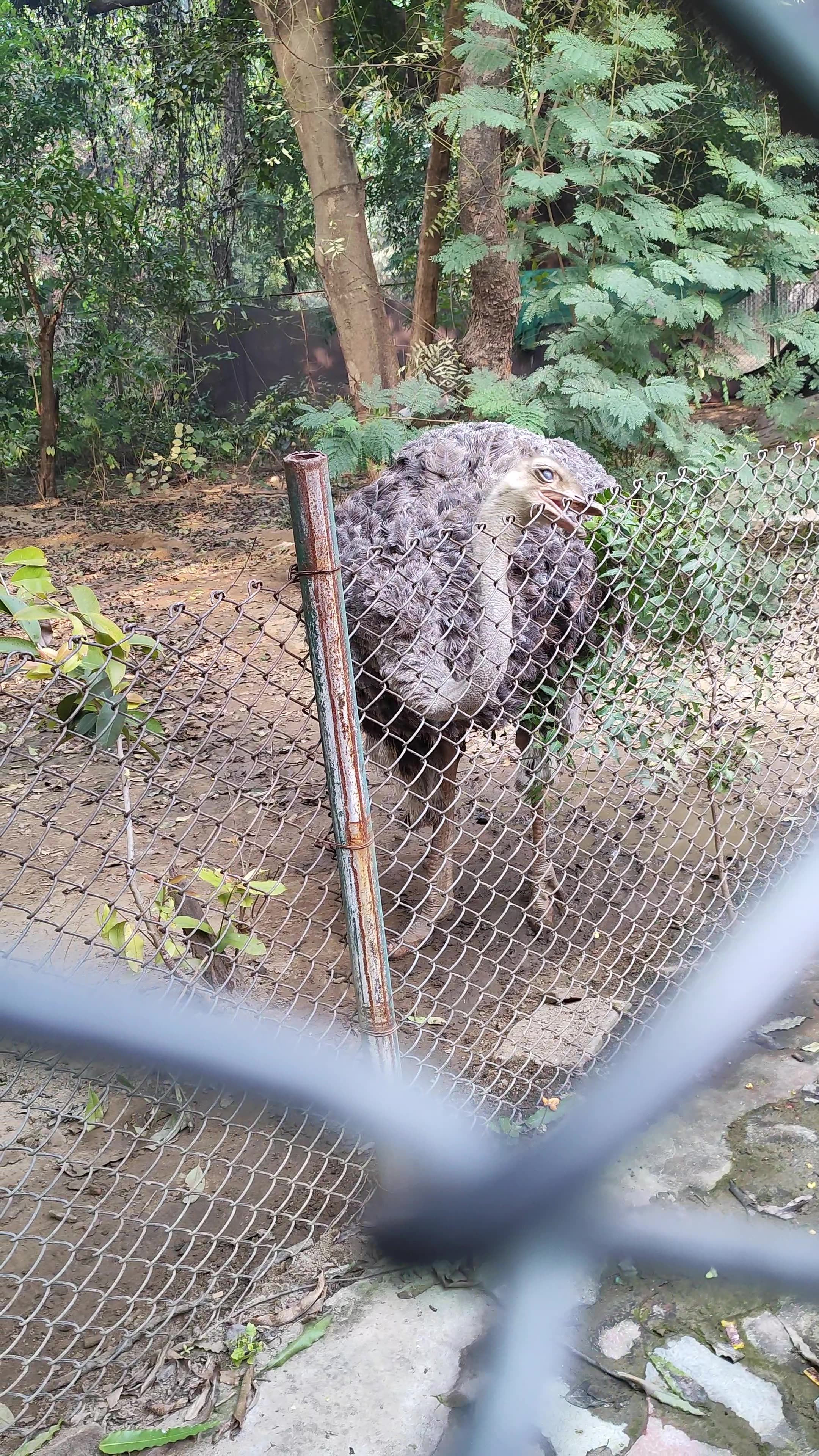 Lucknow Zoo #lucknow #zoo