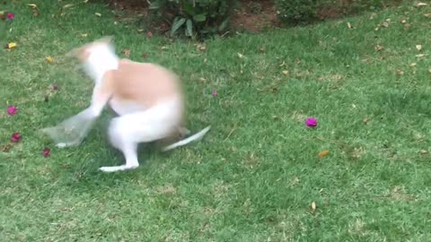 Happy Pup Makes Perfect Zoomies Despite Not Being Able To See