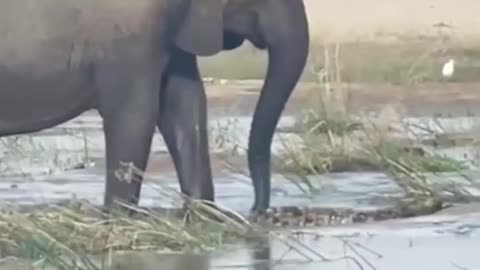 Elephant kills crocodile