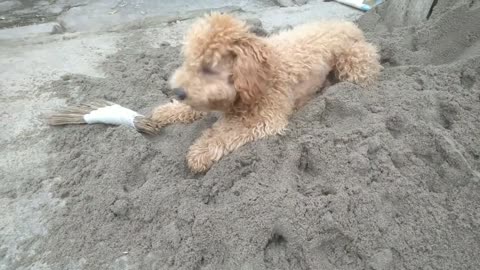 cute puppy digging in the sand