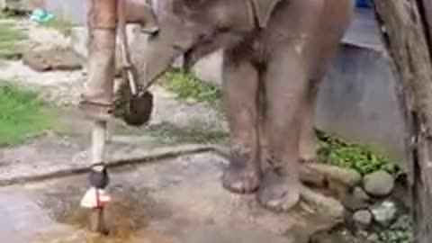 Cute Adorable baby Elephant drinking water from hand pump